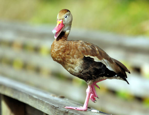 istock Black Bellied Whistling Duck 976882288