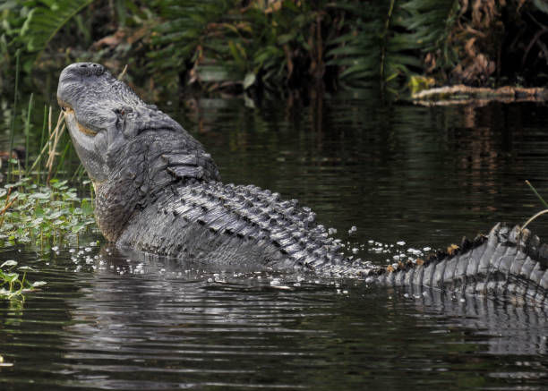 istock The American Alligator 976882890