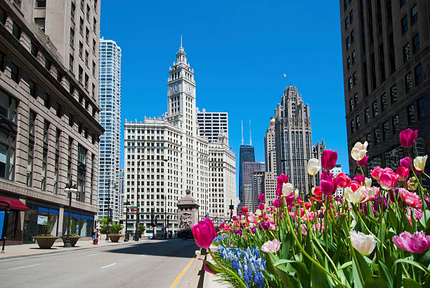 Blooming pink flowers and spring time in the city Tulip beds along Michigan Avenue in Chicago, during spring season.  michigan avenue chicago stock pictures, royalty-free photos & images