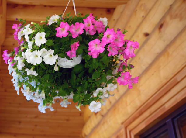 istock Outdoor flower pots flowers 976884842