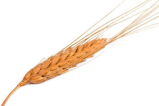 istock Ear of the wheat 97688646