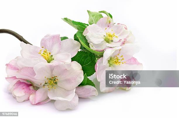 Pink Appletree Flowers Isolated With Green Leafs On Branch Stock Photo - Download Image Now