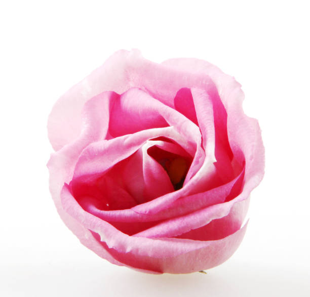 istock Rose close up, isolated on white background 976895200