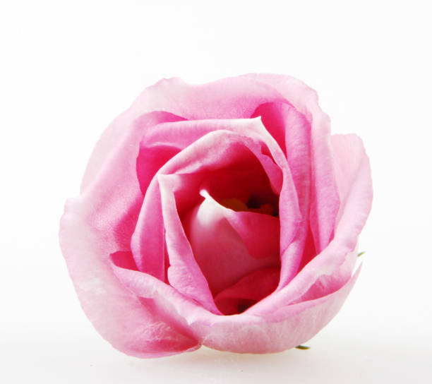 istock Rose close up, isolated on white background 976895358