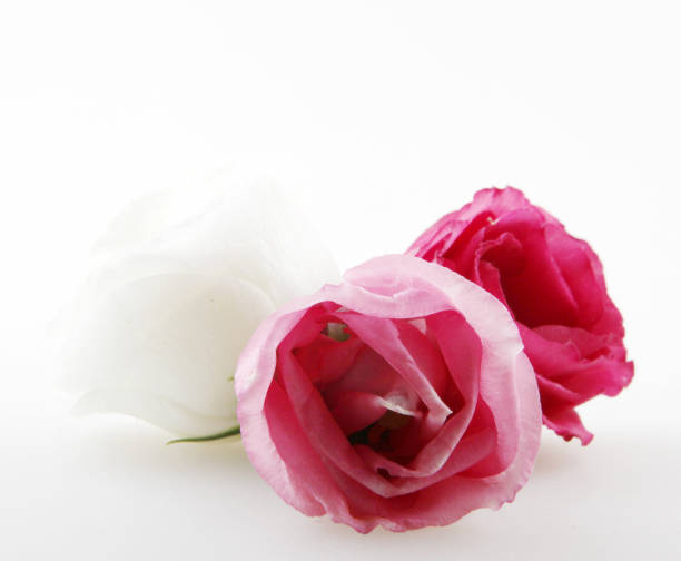 istock Rose close up, isolated on white background 976895370