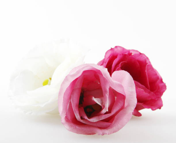 istock Rose close up, isolated on white background 976895402