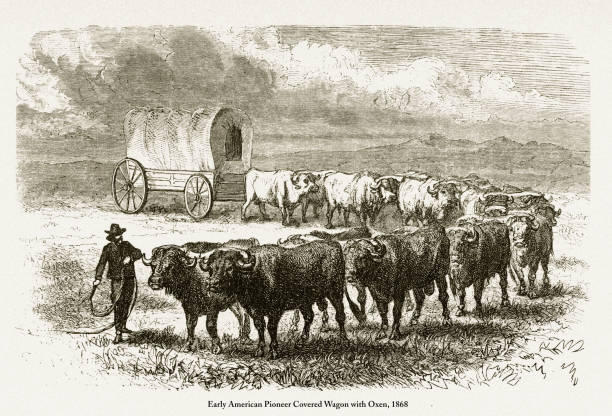 illustrations, cliparts, dessins animés et icônes de pioneer bâché avec boeufs, début américain victorienne gravure, 1868 - santa fe trail