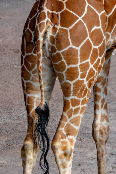 istock tail of Tanzania giraffe close up portrait pattern texture 976896516