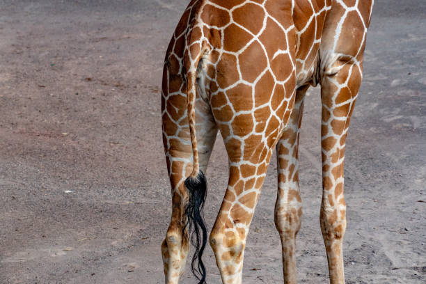 istock tail of Tanzania giraffe close up portrait pattern texture 976898040