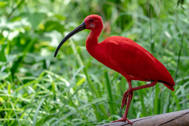 istock red ibis portrait isolated on green 976899648