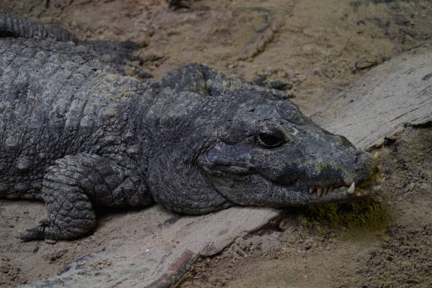 istock big enourmous crocodile after lunch 976899900