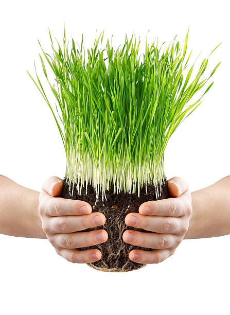 istock human hands holding green grass with ground 97690225