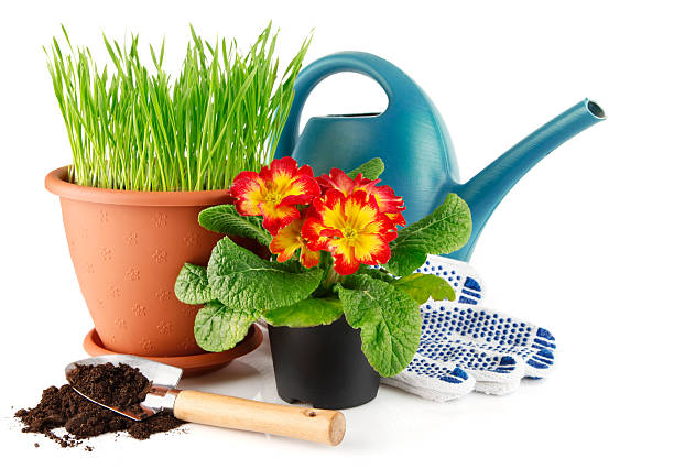 istock Green grass in the pot with red flowers 97690233