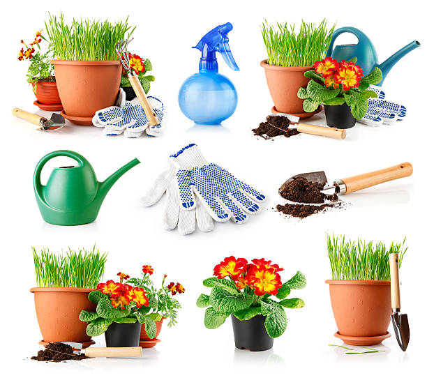 istock Planting beautiful flowers in pots is simple 97690264