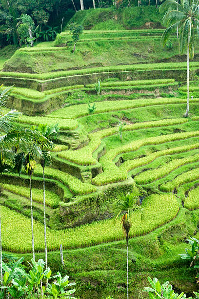 istock Rice terrace field, Ubud, bali, Indonesia. 97690387