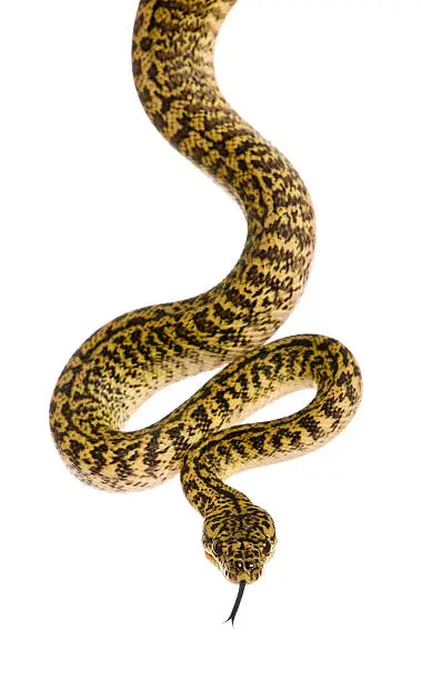 Morelia spilota variegata, a subspecies of python, against white background.