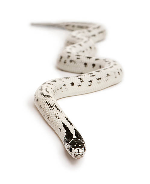 istock Front view of California King snake, slithering 97690393
