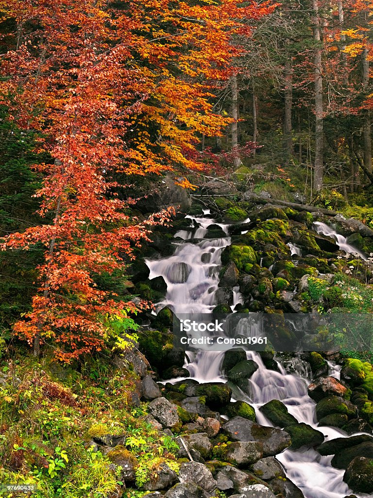 otoño - Foto de stock de Aire libre libre de derechos