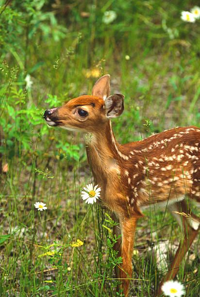 istock Cute White-tailed Deer Fawn 97690565