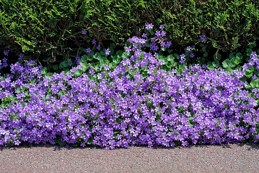 Nature,flowers,environment and flora: beautiful violet flowers Campanula Portenschlagiana planted between a street footpath and a hedge.