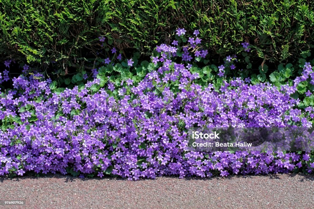 Beautiful violet flowers Campanula Portenschlagiana. Nature,flowers,environment and flora: beautiful violet flowers Campanula Portenschlagiana planted between a street footpath and a hedge. Campanula Stock Photo