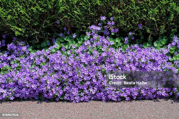 Beautiful Violet Flowers Campanula Portenschlagiana Stock Photo - Download Image Now