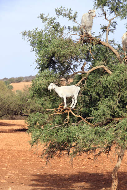 istock Goats on the argan tree, Morocco 976913390
