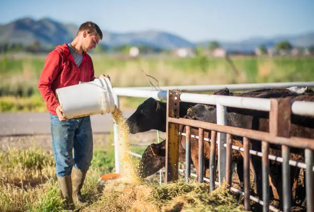 A young man adding feed from a bucket to hay for cows at a farm in Utah, USA.
