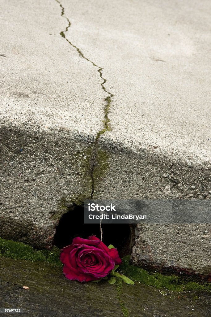 Red Rose under Cracked Concrete  Concrete Stock Photo