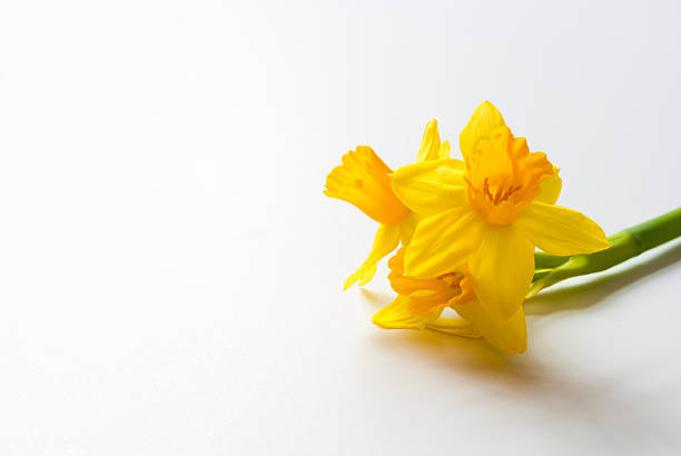 Daffodil (Narcis) stock photo