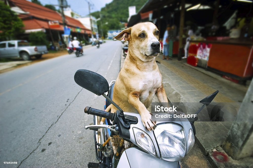 Dog driver  Activity Stock Photo