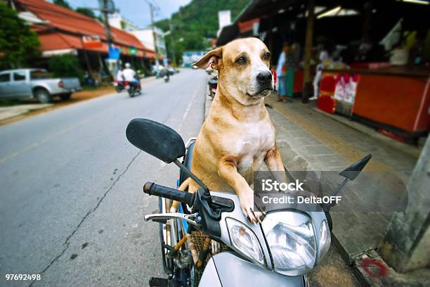 Dog Driver Stock Photo - Download Image Now - Activity, Adult, Animal