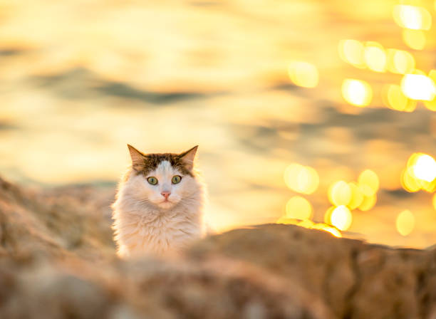 Stray cat, a homeless or wandering cat similar to, and yet distinct from, a feral cat.