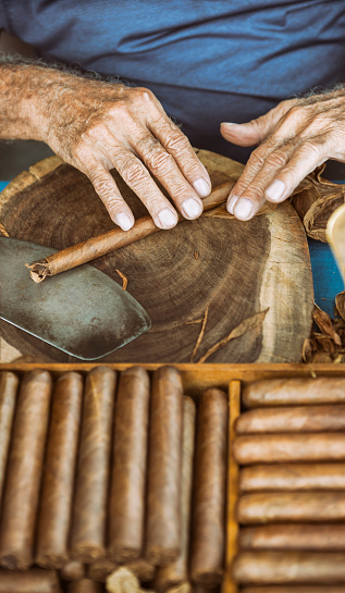 Cuban old man manufacturing cigar with tabacco leaves