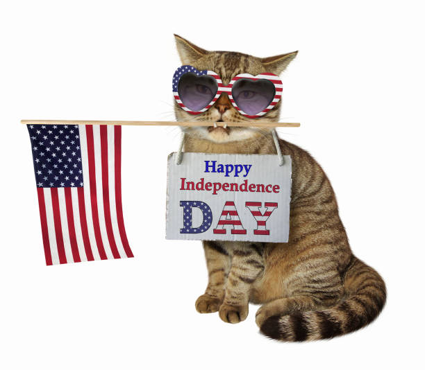 istock Cat in sunglasses with the flag 2 976933072