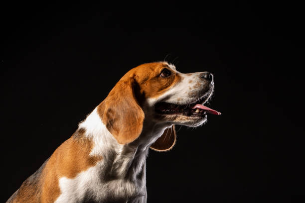 istock Beagle dog on the black background 976933148