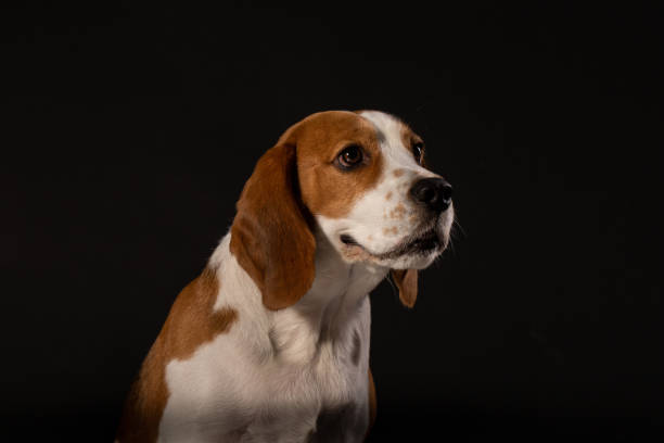 istock Beagle dog on the black background 976933214