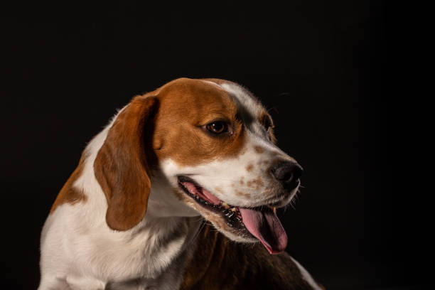 istock Beagle dog on the black background 976933352