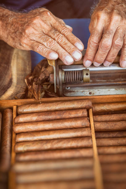 istock Cuban old man manufacturing cigar with tabacco leaves 976937356