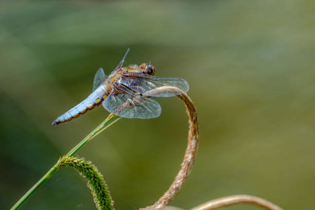 istock Colorful dragonfly resting on a reed stem. 976941496