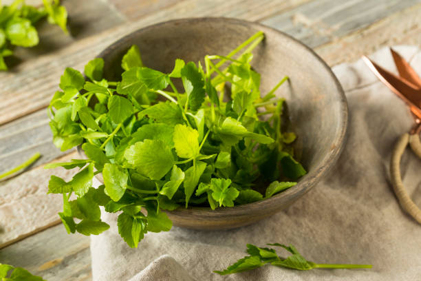 istock Raw Green Organic Dropwort Herb 976942104