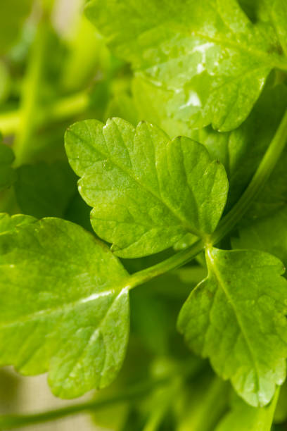 istock Raw Green Organic Dropwort Herb 976942422