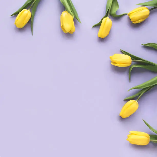Spring flowers. Frame made of yellow tulip flowers on purple background. Flat lay, top view. Minimal floral mock up concept. Add your text.