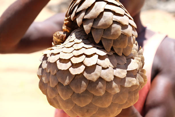 Closeup of Pangolin being sold for bush meat in Africa stock photo