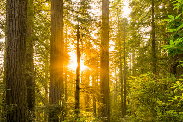 istock Sunrise in the Redwoods 976951474