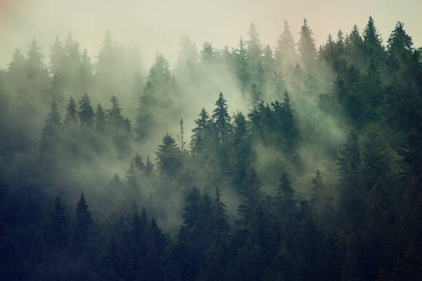 istock Misty mountain landscape 976951824