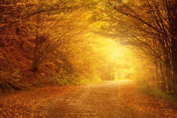 istock Beautiful autumn landscape 976952608