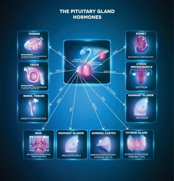 Pituitary gland hormones Pituitary gland secreted hormones and influenced organs in the body. Beautiful bright blue info graphic male reproductive system diagram pics stock illustrations