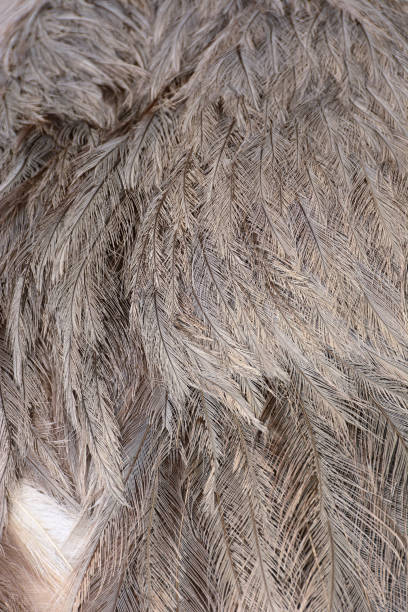 istock Plumage of the common Rhea bird. 976958068