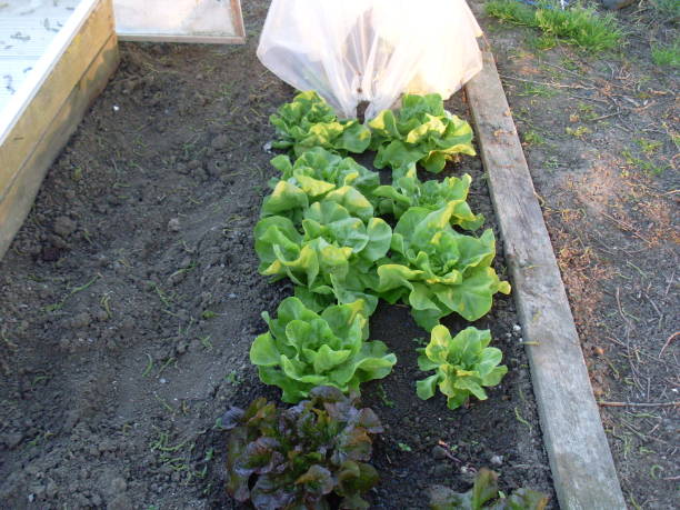 istock Salads in the garden 976961832